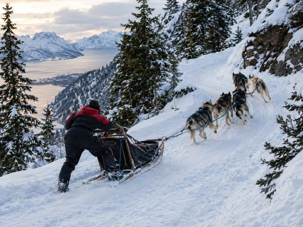 Advanced Dog Sledding Tour at Camp Tamok
