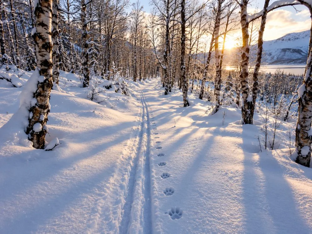 Sled tracks through forest trail at a husky camp outside Tromsø