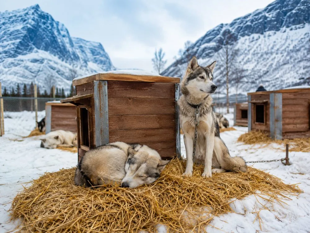 Dogs resting on straw in a kennel yard between runs